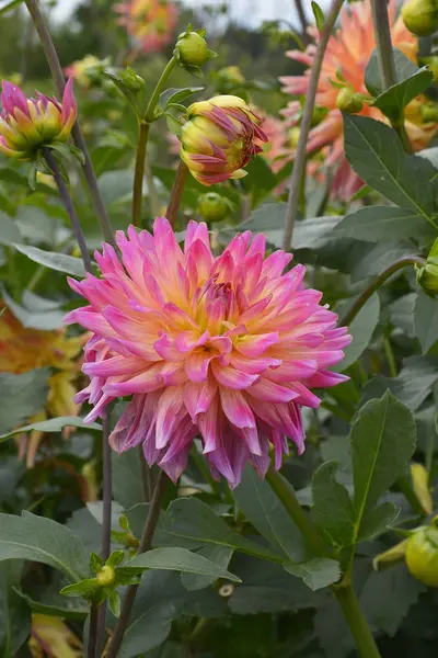 Zamknąć Dalii Buga Munchen Granicy Kwiat — Zdjęcie stockowe