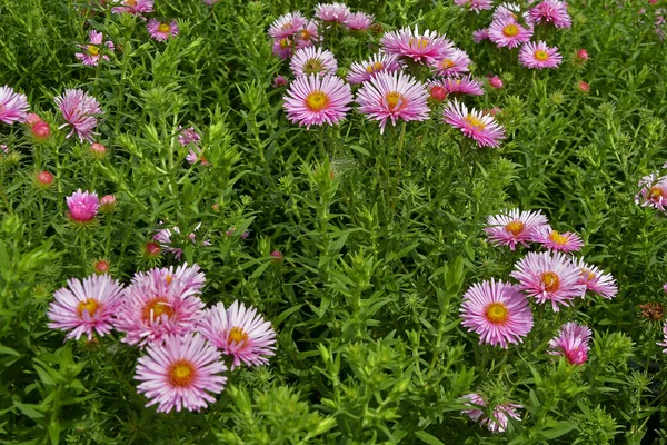 Close Uma Borda Flores Com Flores Aster Symphyotrichum Novae Anglias — Fotografia de Stock