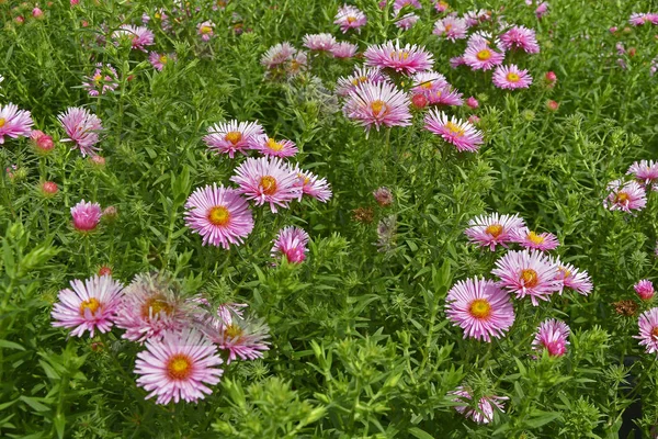Close Uma Borda Flores Com Flores Aster Symphyotrichum Novae Anglias — Fotografia de Stock