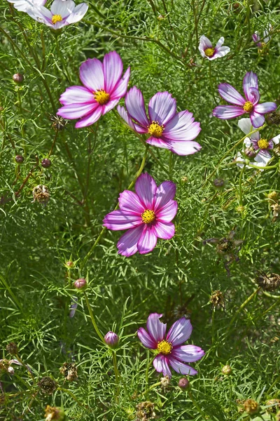 Close Uma Borda Flor Com Flor Cosmos Bipinnatus Picotee — Fotografia de Stock