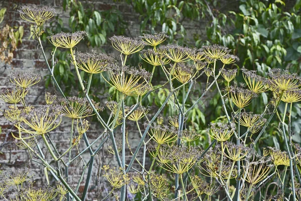 Primer Plano Planta Decorativa Hinojo Con Cabezas Florecientes Que Hacen — Foto de Stock