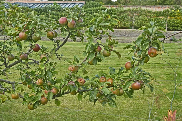 Маленькая Яблоня Плодами Натренированная Расти Вдоль Проволочного Забора — стоковое фото