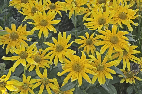 Çiçek Sınır Rudbeckia Black Eyed Susan Ile Yakın Çekim — Stok fotoğraf