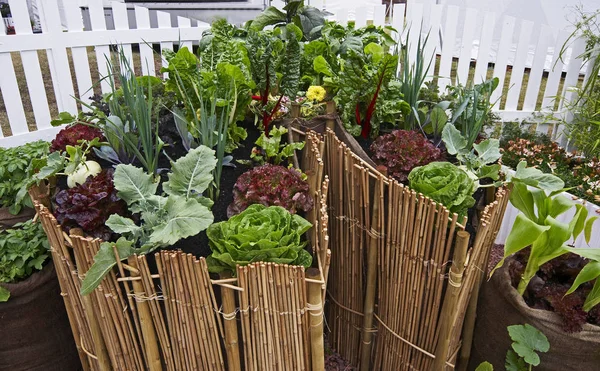 Unusal vegetable container in a urban garden made from bamboo canes