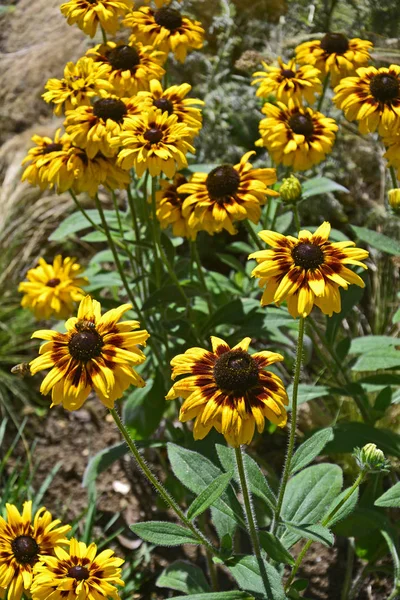 Primer Plano Borde Flores Con Rudbeckia Pekin — Foto de Stock