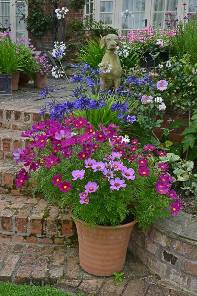 Una Terraza Jardín Con Colorido Contenedor Flores Cosmos Agapanthus —  Fotos de Stock