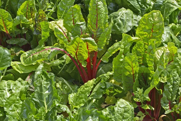 Närbild Färgglada Mangold Som Växer Grönsak Trädgård — Stockfoto