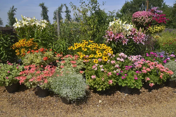 Colorido Borde Flores Bien Plantado Con Plantación Mixta Que Incluye —  Fotos de Stock