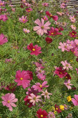 Close up of a flower border with colouful flowering Cosmos bipinnatus 'Rubenza' clipart