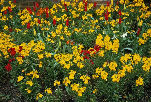 Colourful Border Erysimum Cheiiri Flower Border — Stock Photo, Image