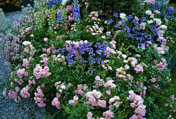 Romantic Blue Pink Flower Border — Stock Photo, Image
