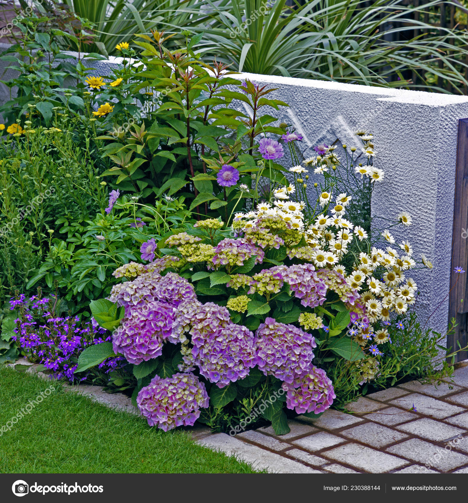 Mixed Border Urban Garden Colourful Hydrangeas Stock Photo by