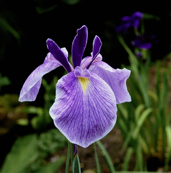Japonês Iris Ensata Forisode Sugata Perto — Fotografia de Stock