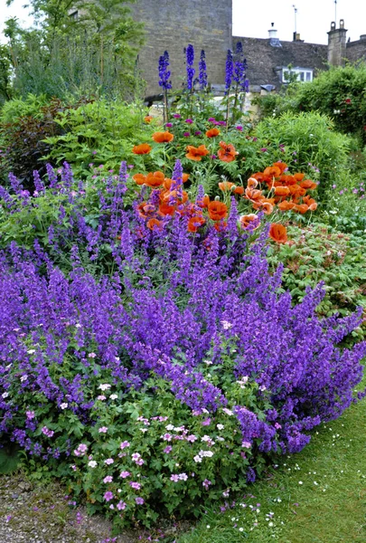 Nepeta Papavers Het Geven Van Een Bonte — Stockfoto