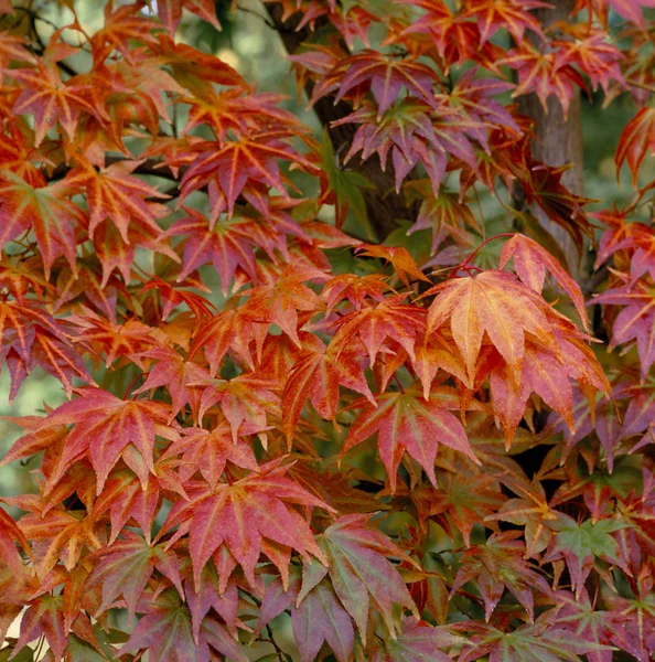 Acer Palmatum Herbstfarben Einem Waldgarten — Stockfoto