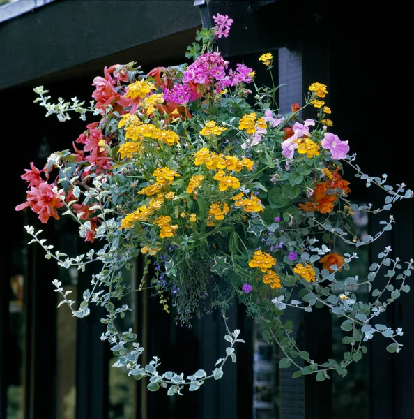 Colourful Hanging Basket Mixed Planting — Stock Photo, Image