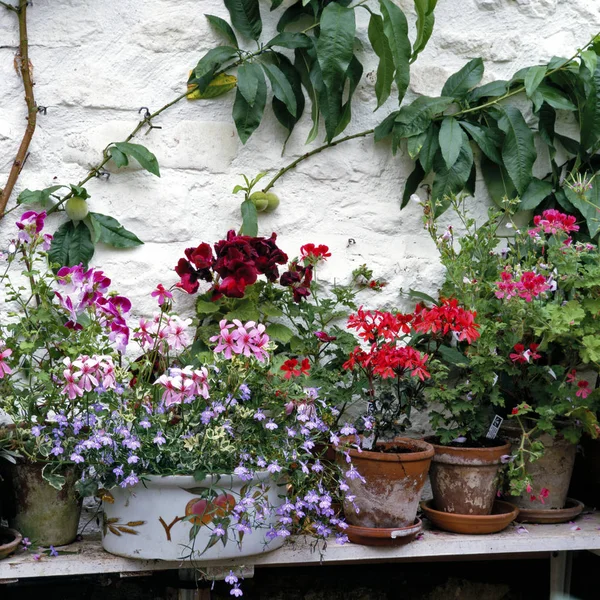 Container Pot Collection Garden Greenhouse Pelargoniums — Stock Photo, Image