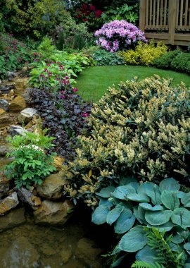 Streamside mixed border with plants and shrubs clipart