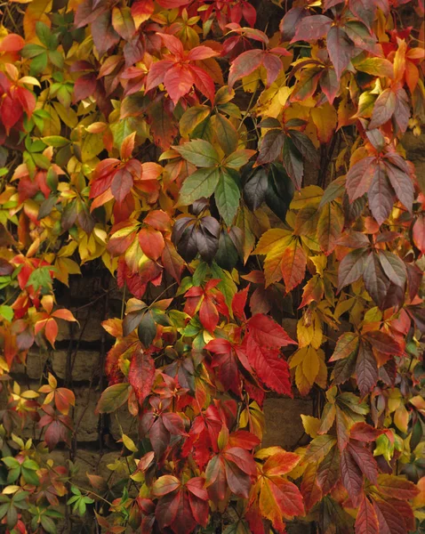 Parthenocissus Quinquefolia Com Cores Outono Crescendo Uma Parede Jardim — Fotografia de Stock