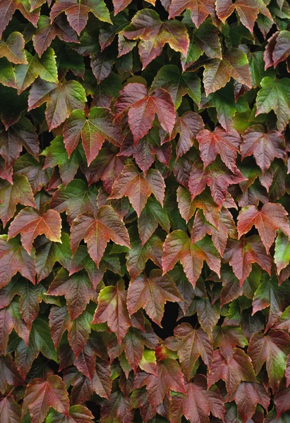 Parthenocissus Tricuspidata Crescendo Uma Parede Jardim — Fotografia de Stock