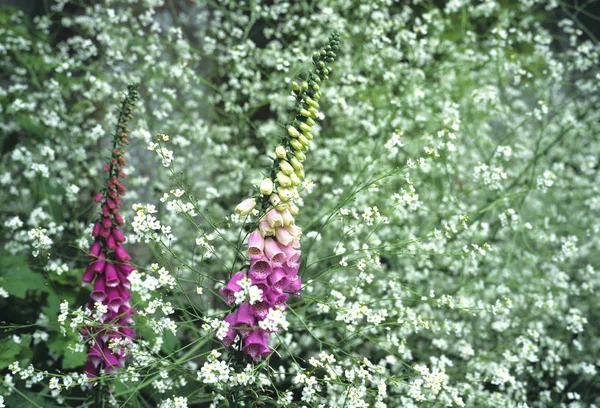 Digitalis Gypsophila Elegans Réunis Dans Une Bordure Florale — Photo