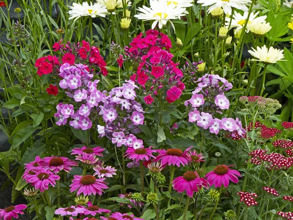 Närbild Färgstark Blomma Kantlinje Med Phlox Och Echinacea Landet Trädgård — Stockfoto