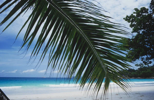 Пляж Дворцовым Деревом Островом Видение Сейшелы Остров Восточная Африка Джун — стоковое фото