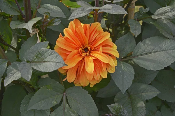Närbild av blommande Dahlia "David Howard" i en trädgård blomma b — Stockfoto