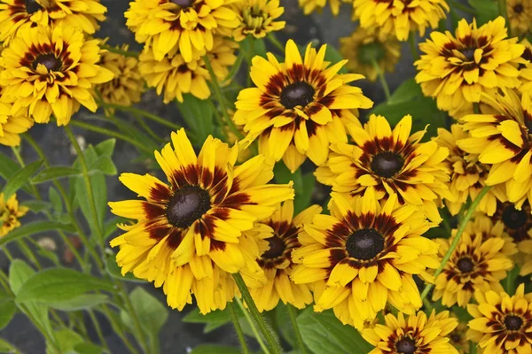 Nahaufnahme von Rudbeckia "kicherndem Smiley" in einem Blumenrand — Stockfoto