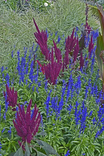 Primer plano de un borde floral con floración Celosia argentea, Plu —  Fotos de Stock