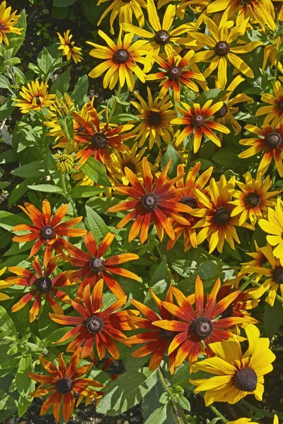 Nahaufnahme eines Blumenrandes mit Coreopsis 'mardi gras' in einem Kinderbett — Stockfoto