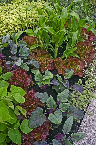 Овощная граница в цветочном саду, создающая уникальную экспозицию — стоковое фото