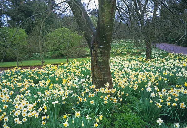 Narcisos en un jardín de bosque de primavera — Foto de Stock