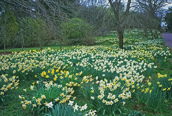 Narcisos en un jardín de bosque de primavera — Foto de Stock