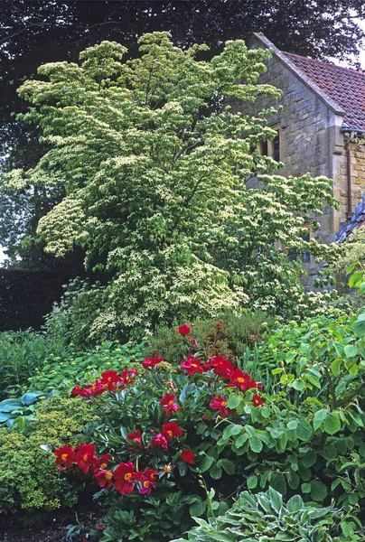 Красочные пионы в саду загородного дома — стоковое фото