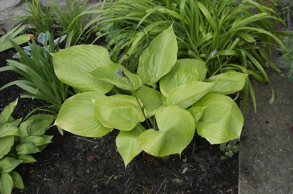 Early summer border with Hosta \'Sum and Substance\'