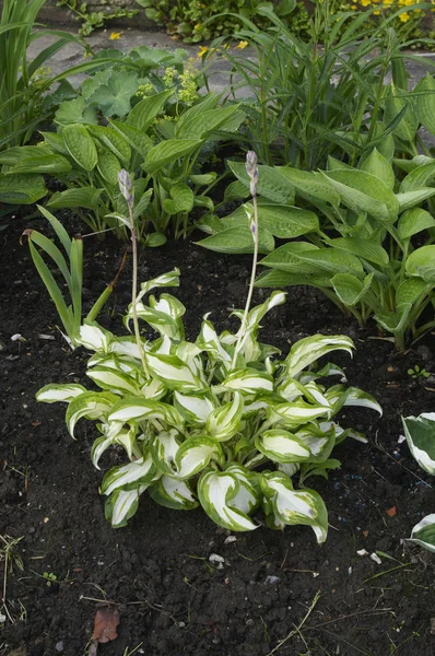 Early summer border with Hosta Undulata — Stock Photo, Image