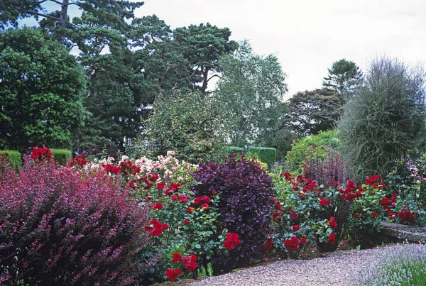 Colorato angolo estivo del giardino con rose rosse — Foto Stock