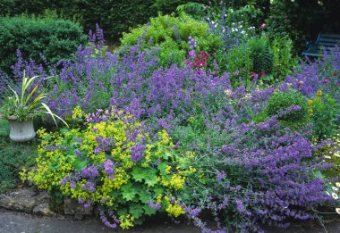 Garden bench amongst colourful flower bed of Nepeta in a country garde clipart