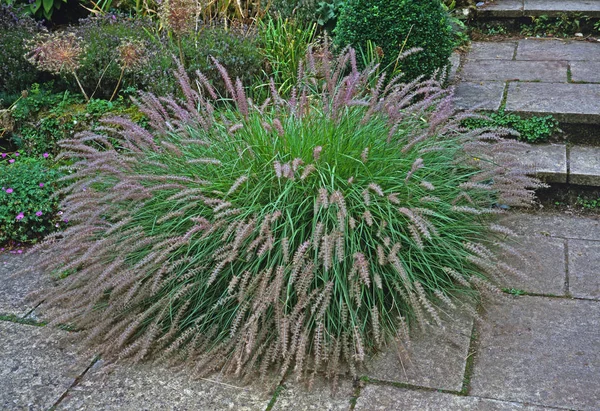 Clump trawy ozdobnych w kwiat w ogrodzie wiejskim domu — Zdjęcie stockowe