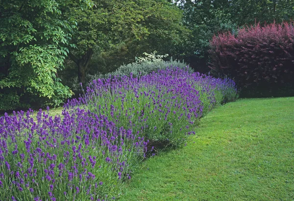 국가 집 정원의 꽃 테두리에 라벤더 울타리 — 스톡 사진