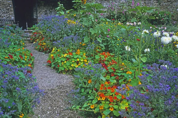 在菜园里种植边境和纳斯图提姆的色彩 — 图库照片