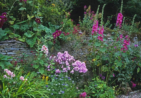 Exhibición floral colorida de Hollyhocks en un jardín de la cocina — Foto de Stock