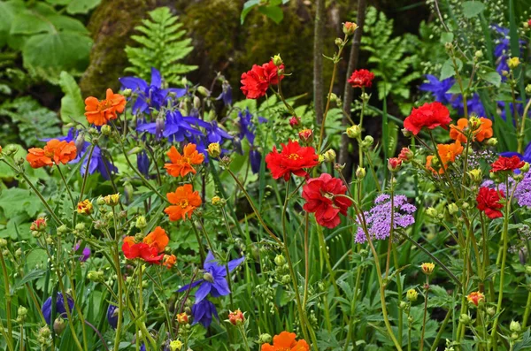 Barvité směsné květinové hranice, louky včetně Dahlias, — Stock fotografie