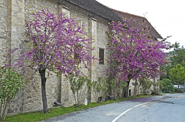 꽃과 함께 봄에 Chrysorrogiatissa 수도원의 외관 유다 나무 — 스톡 사진