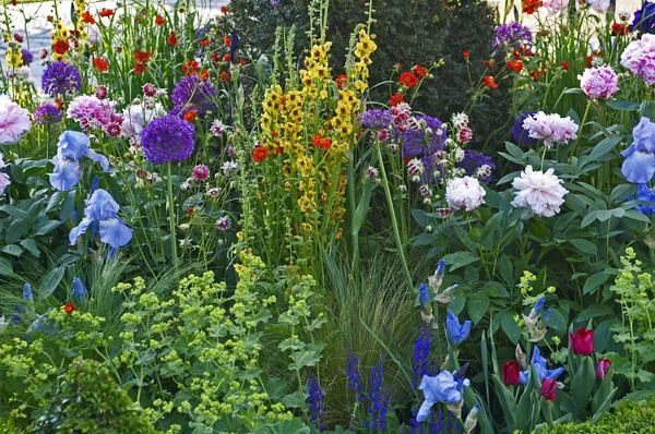 Fechar-se de uma borda de flor mista com Verbascum, Iris e Peonies — Fotografia de Stock