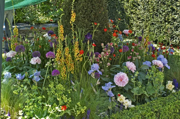 Primer plano de una frontera floral mixta con Verbascum, Iris y Peonías — Foto de Stock