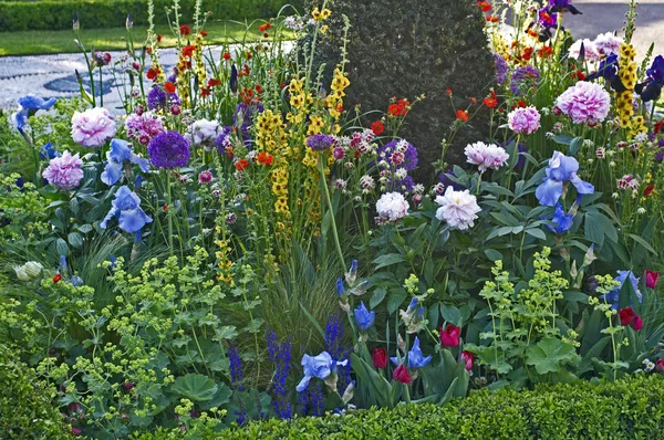 Close up of a mixed flower border with Verbascum, Iris's and Peonies — Stock Photo, Image