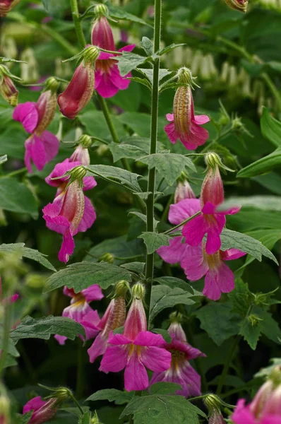 開花 Penstemon ' ペニントン Gem ' クローズアップで — ストック写真