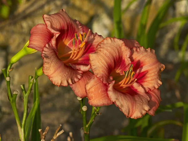 Hemerocallis 'Strawberry Candy' close up in a flower border — Stock Photo, Image